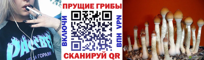 купить наркотик  omg ССЫЛКА  Псилоцибиновые грибы мицелий  площадка какой сайт  Кореновск 